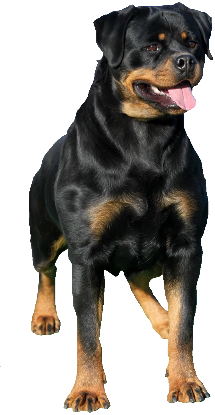 Rottweiler Png (900x1558), Png Download