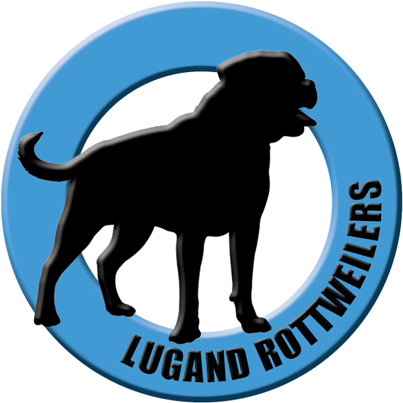 Lugand Rottweilers - Dog Catches Something (600x600), Png Download