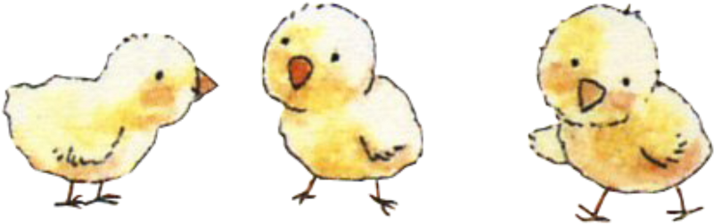 #baby #chicks #freetoedit - Duck (1024x553), Png Download