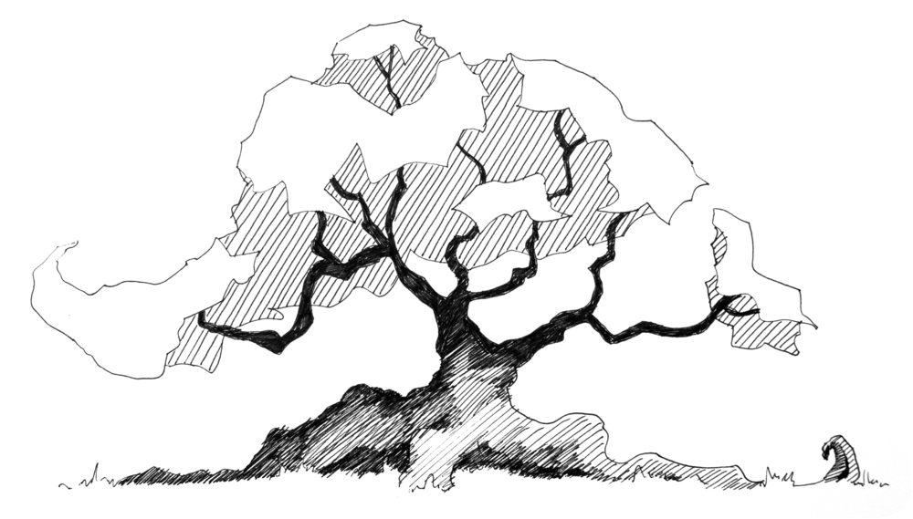 Trees In Plan Png (1000x569), Png Download