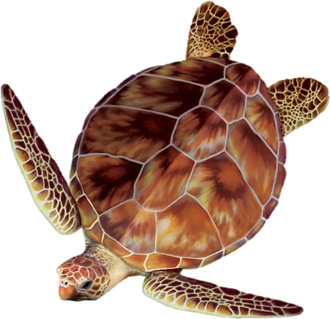 Sea Turtle Clipart Turtle Egg - Sea Turtle Top View (800x800), Png Download
