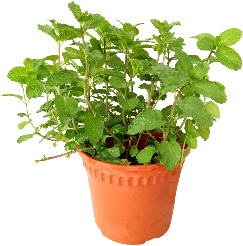 Are Mint Leaves Edible - Flowerpot (910x1155), Png Download