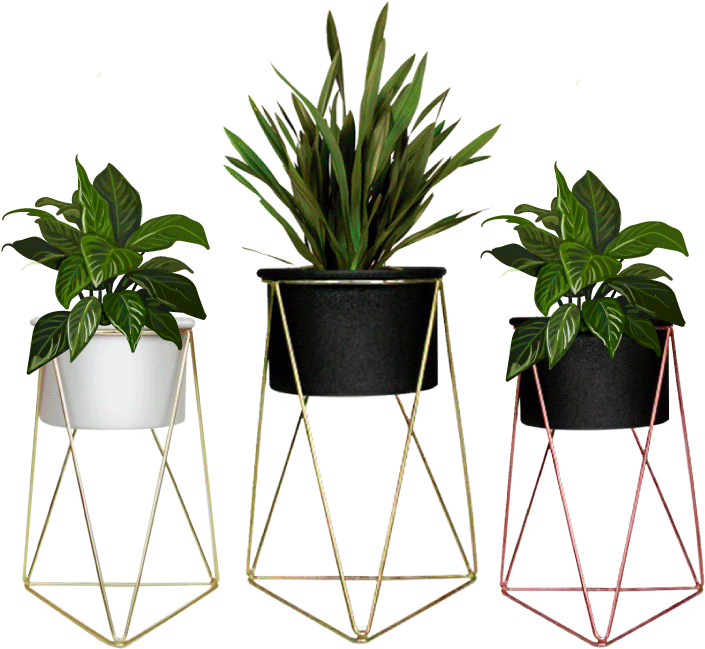 Houseplant (1080x1080), Png Download