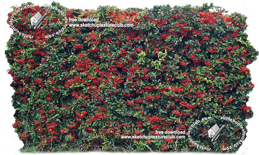 18708 Cut-out Autumnal Hedge Texture - Begonia (900x509), Png Download