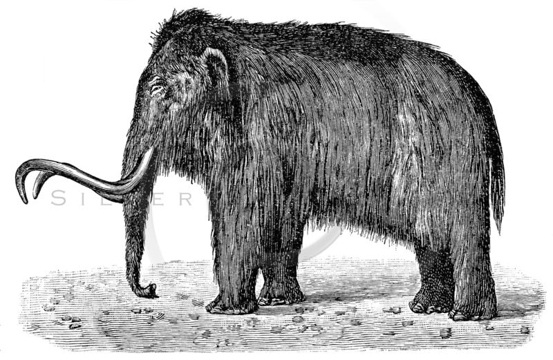 Mammoth Png (800x521), Png Download