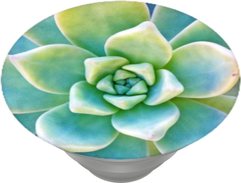 Now That's Succulent, Popsockets - White Mexican Rose (989x1000), Png Download