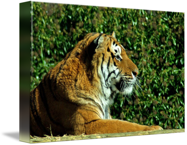 Siberian Tiger (650x504), Png Download