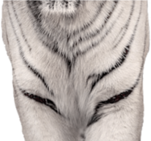 White Tiger Clipart Animalsclipart - Png Little Tiger White (640x480), Png Download