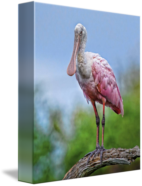 Roseate By Matthew Lerman - Roseate Spoonbill Painting (494x650), Png Download