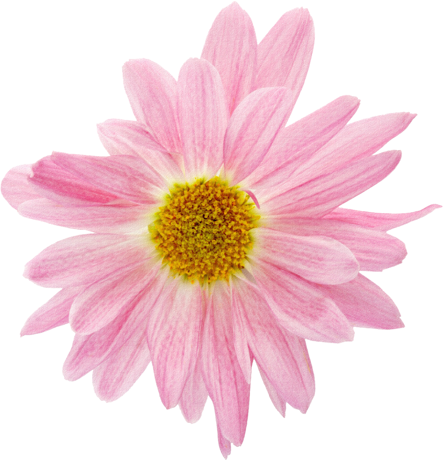 Share This - Flowers Stickers Png (1600x1526), Png Download