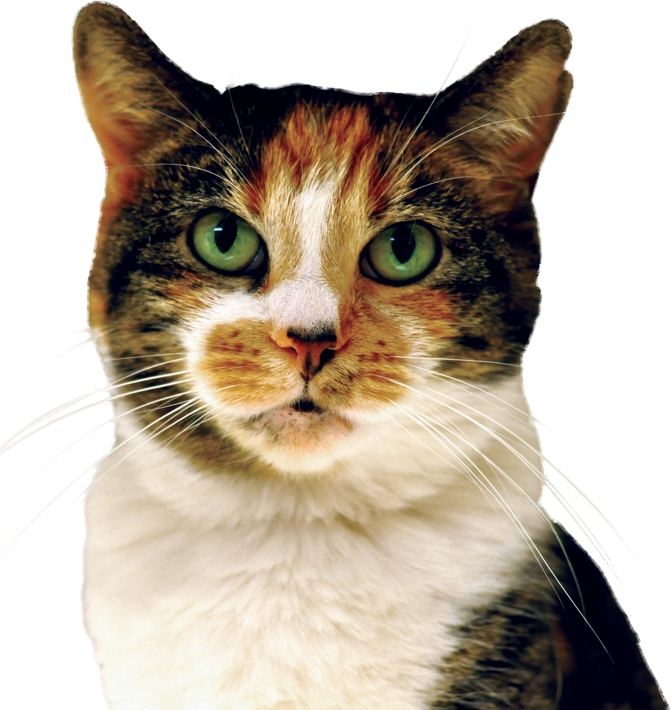 Cat - Domestic Short-haired Cat (2925x2848), Png Download