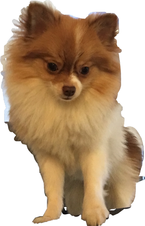 German Spitz Klein (480x747), Png Download