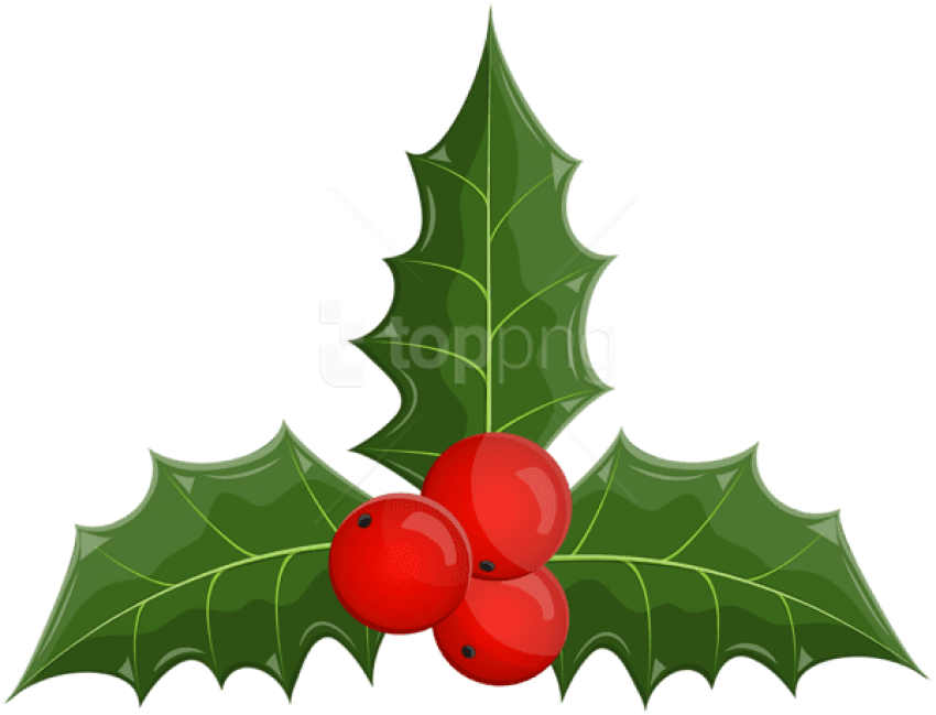 Christmas Holly Mistletoe Png - Illustration (850x649), Png Download
