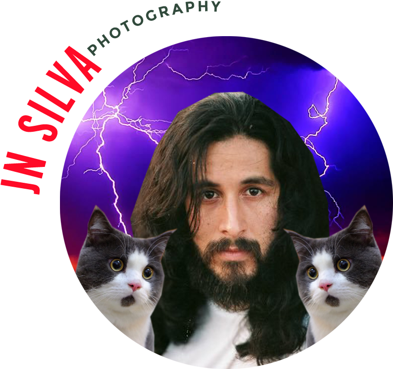 2017 Jn Silva Teacher Circlecropped - Domestic Short-haired Cat (905x856), Png Download