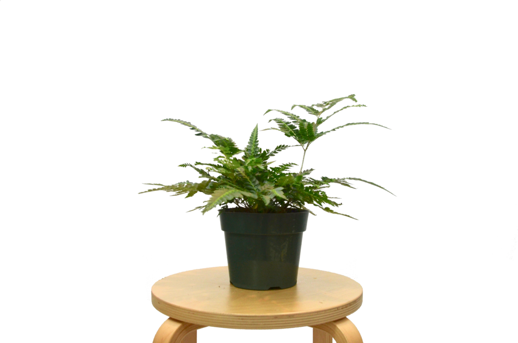 Houseplant (1024x678), Png Download