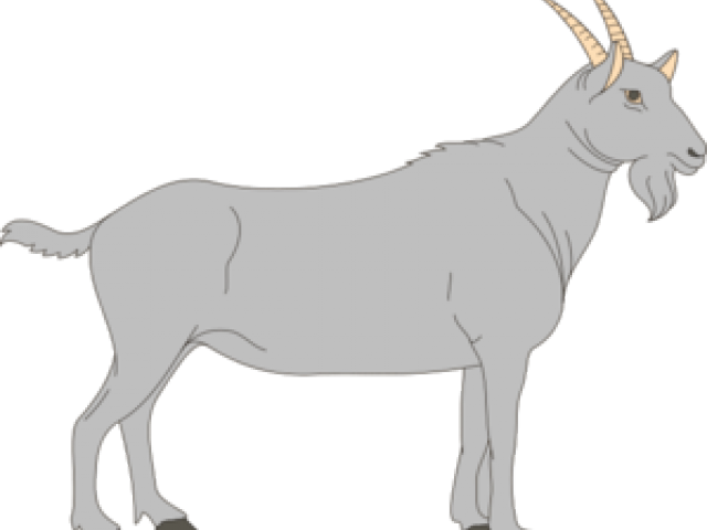 Goat Clipart Grey Goat - Ruminant Digestive System Blank (640x480), Png Download