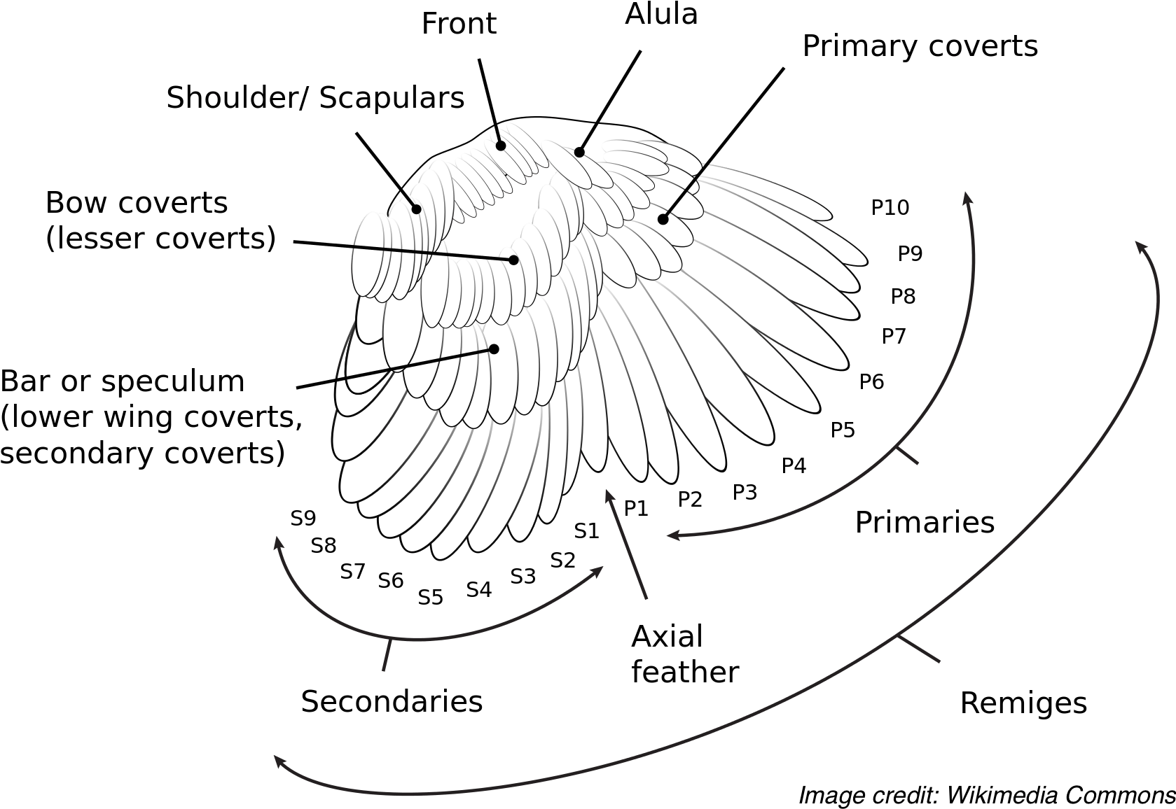 The Anatomy And Nomenclature Of A Bird's Wing Feathers - Diagram (2000x1409), Png Download