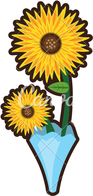 800 X 800 2 - African Daisy (800x800), Png Download