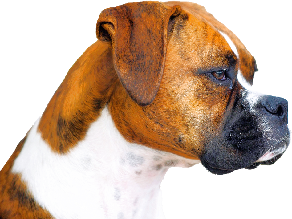 Having Dog Is Quotes (1200x1000), Png Download