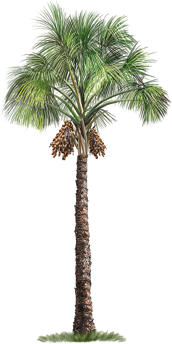 Palm Flexuosa Mauritia Tree Arecaceae Free Download - Transparent Background Palm Tree Png (658x1226), Png Download