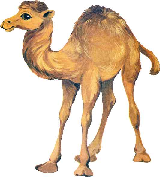 Camel Png Clipart - Верблюд Клипарт (600x600), Png Download