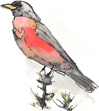 Watercolor Robin - Watercolor Painting (332x369), Png Download