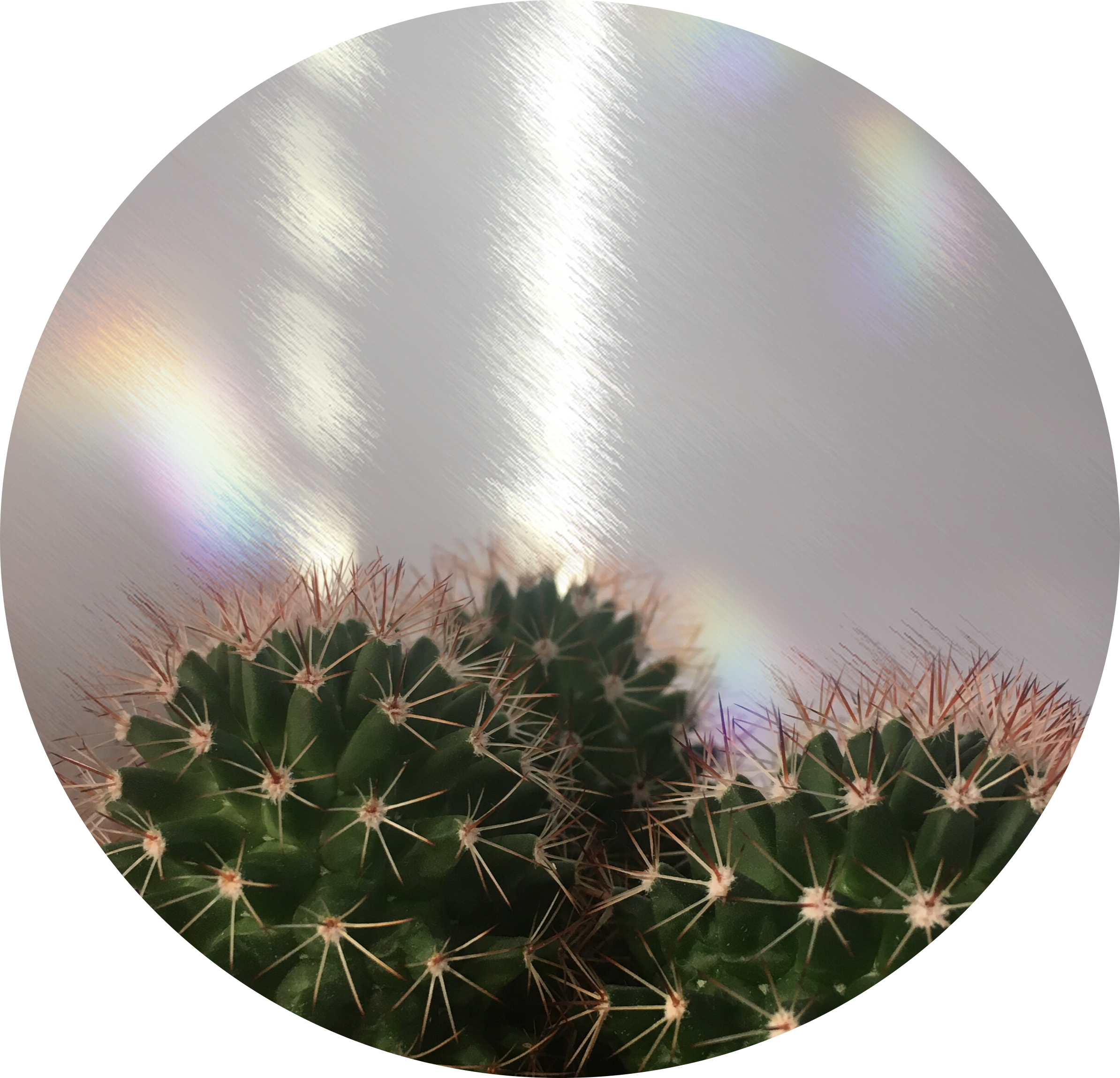 Circle Background Cactus Rainbow Tumblr Png Cactus - Cactus (2388x2300), Png Download