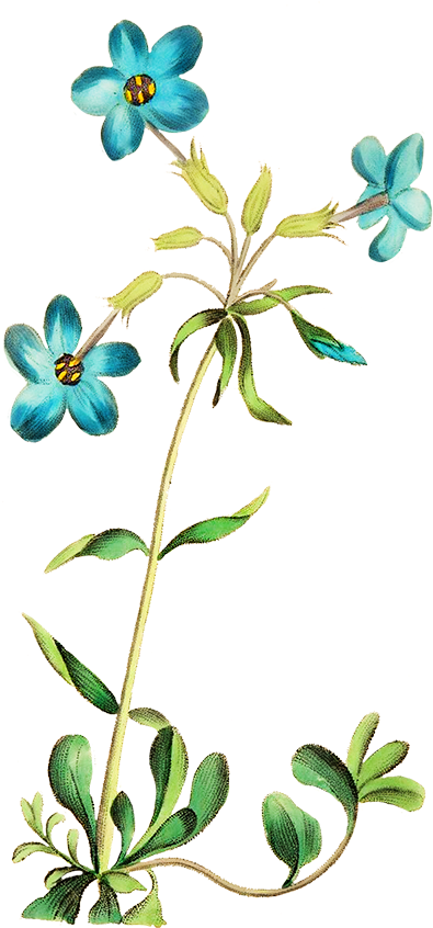 Beautiful Blue Flower, Camellia Flower - Flower Png Images Blue (703x1004), Png Download