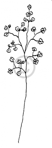 Baby's-breath (500x500), Png Download