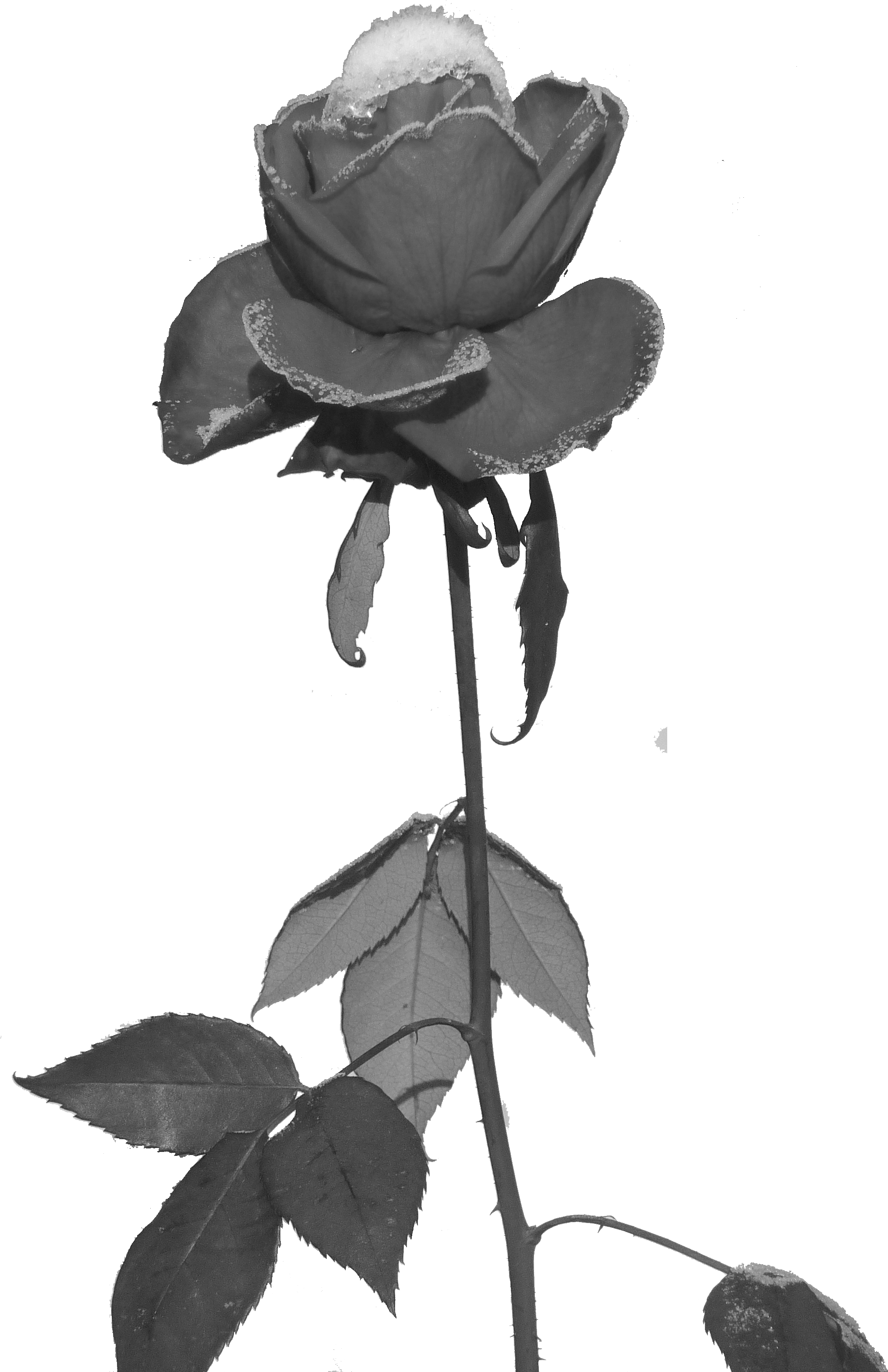 Rose Und Eis Freigestellt - Ungkapan Cinta Yg Terpendam (2142x3168), Png Download
