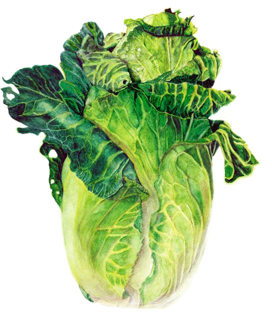 Clipart Transparent Stock Watercolor Painting Vegetable - Chinese Cabbage Painting (564x720), Png Download