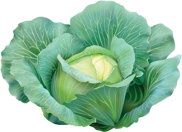 Cabbage Clipart Image - Cabbage Clipart (600x437), Png Download
