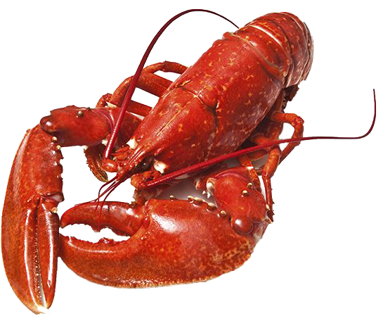 Lobster Png Photos - Body Covering Of Animals Shell (575x575), Png Download