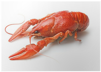 Wallmonkeys Wall Decals Wallmonkeys Boiled Crawfish (400x400), Png Download
