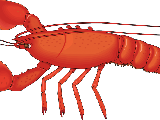 Crawfish Clipart Crab - Lobster Png (640x480), Png Download
