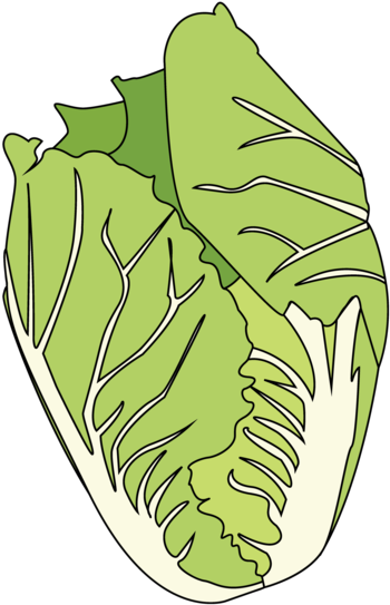 Cabbage - Illustration (1024x668), Png Download