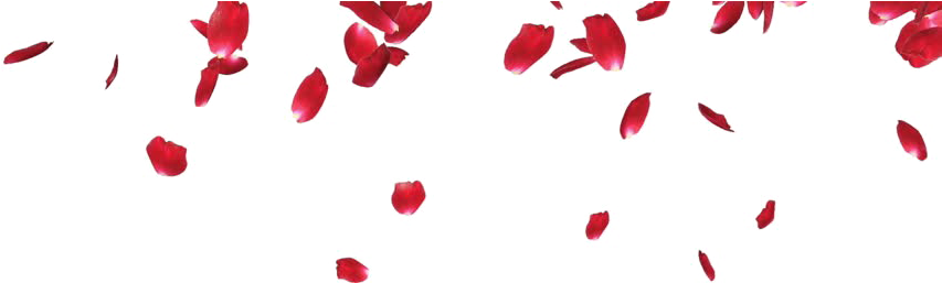 Falling Petals Png Photos - Rose Petals Png (852x480), Png Download