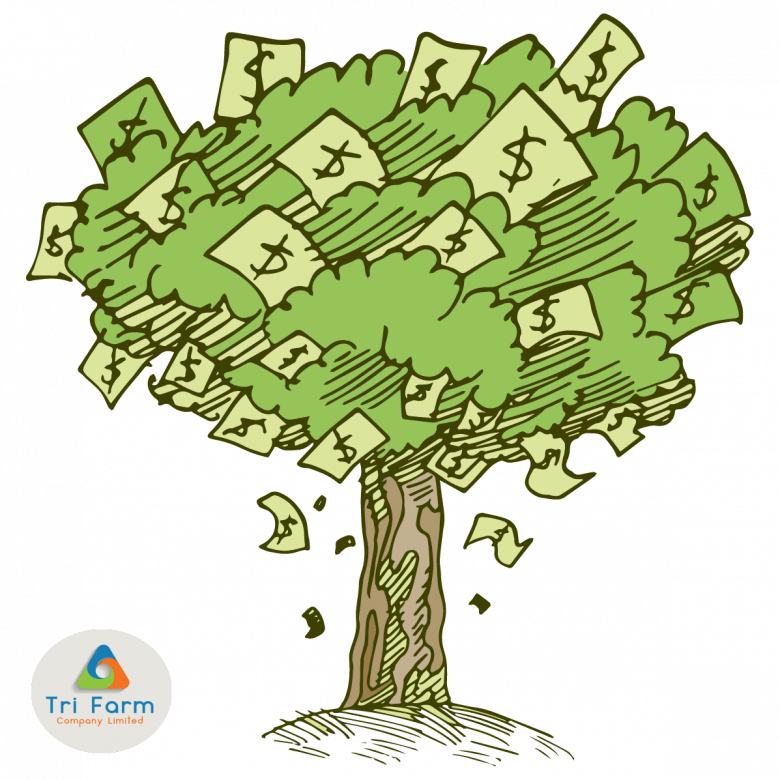 Download Introducing Our Newest Product Money Tree - Money Tree Cartoon