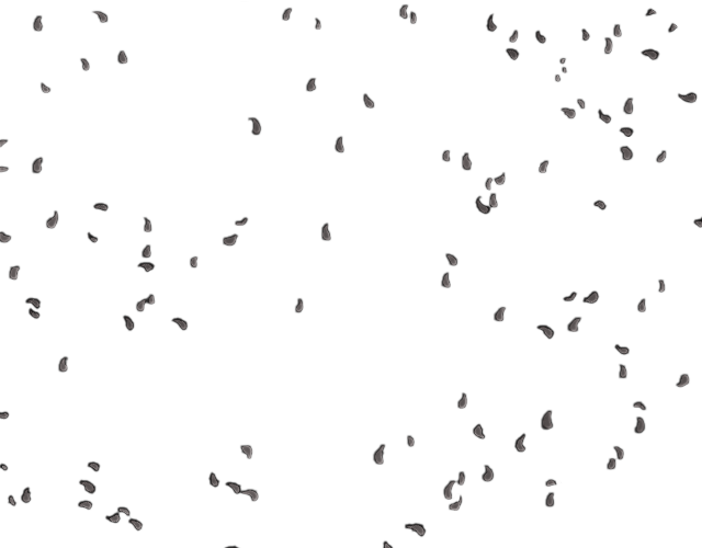 Lion Page - Black Petals Transparent (640x500), Png Download