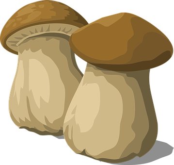 Porcini, Mushroom, Fungus, Food, Natural - Mushroom (359x340), Png Download