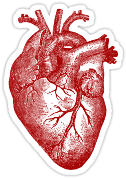 "vintage Heart Anatomy" Stickers By Stilleskygger - Anatomical Heart (375x360), Png Download