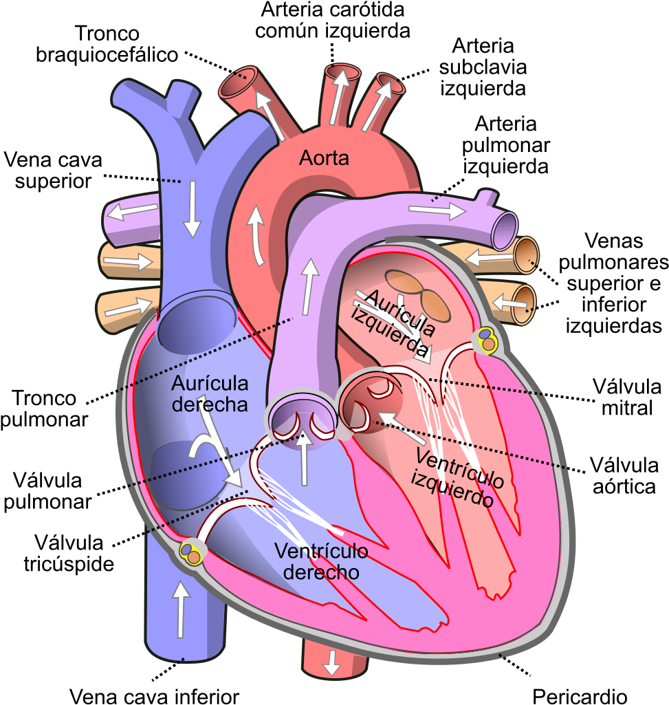 Human Heart (1024x1070), Png Download