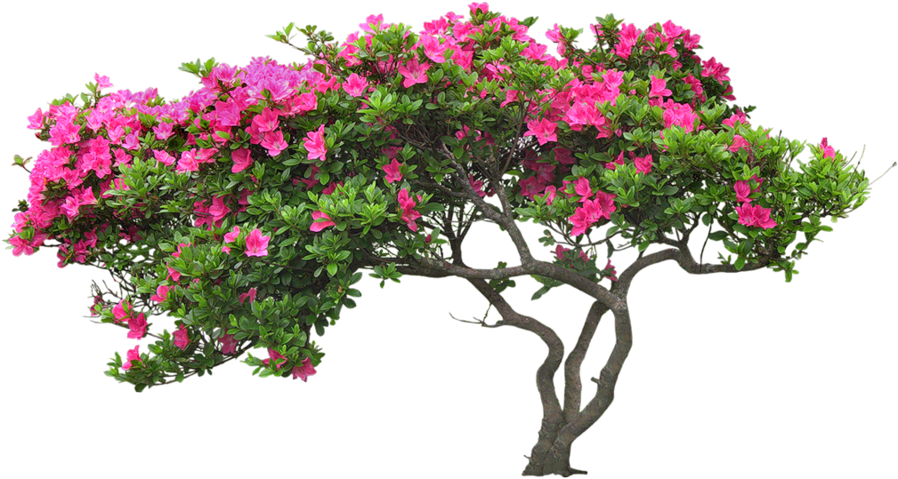 Bougainvillea Drawing Plant Banner Transparent Download - Photography Backdrops Vinyl Studio Props Photo Background (1024x547), Png Download