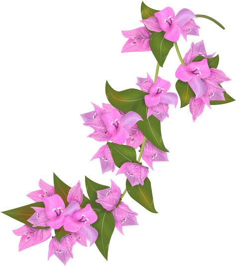 Flower Petal Transprent Png - Bougainvillea Drawing (655x600), Png Download