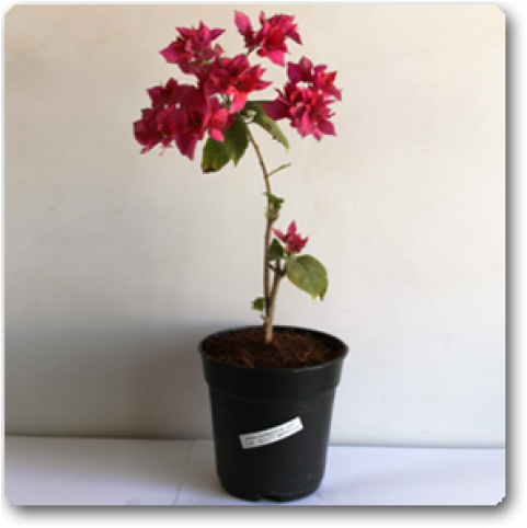 Flowerpot (650x489), Png Download