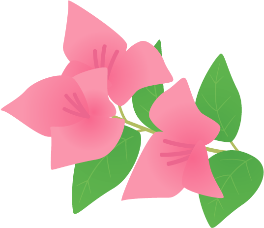 Bougainvillea Tree Png Download - Bougainvillea (700x490), Png Download