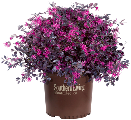 Purple Diamond Loropetalum In Branded Pot - Southern Living Southgate Radiance Rhododendron Azalea (500x489), Png Download