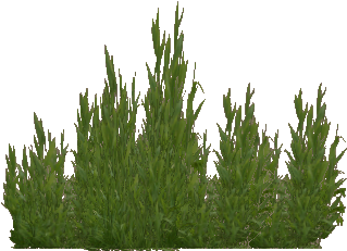 Seaweed - Seaweed Png (333x453), Png Download