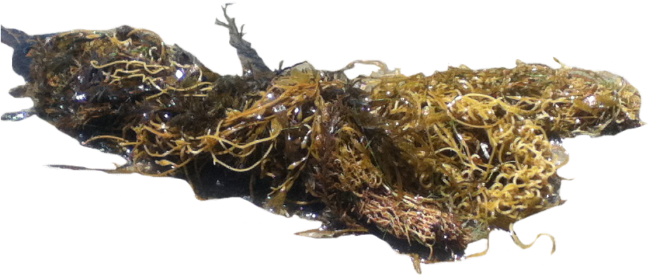 Png Seaweed (960x720), Png Download