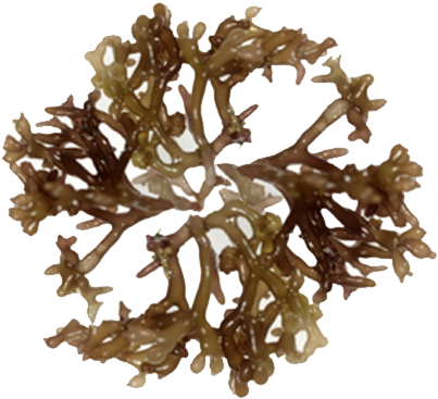 Ogo Seaweed - Kahuku Ogo (425x389), Png Download